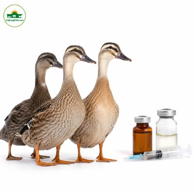 Lịch Tiêm Phòng Vacxin Cho Đàn Vịt Trời